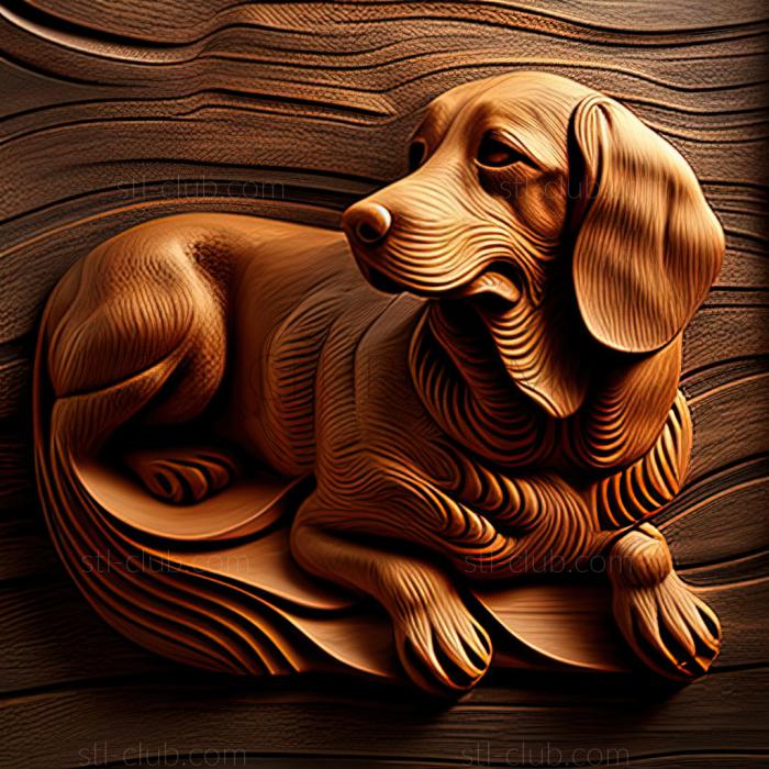 st Dachshund dog